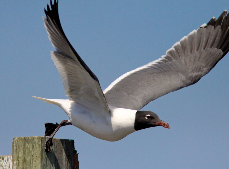 Laughing Gull at Asateague VA