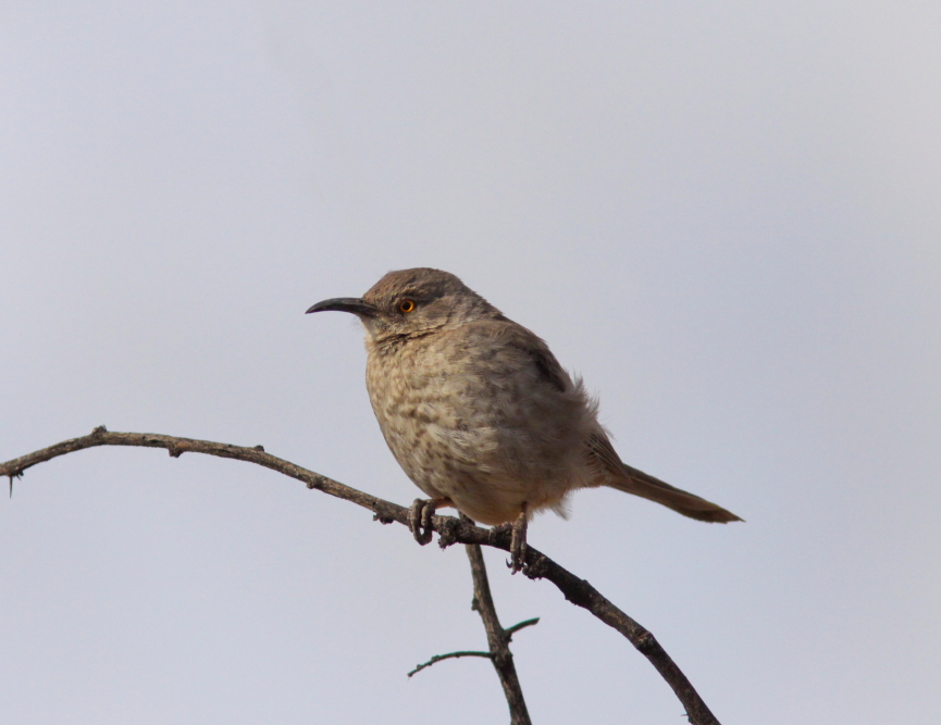 Long-billed Thrasher near San Pedro River AZ