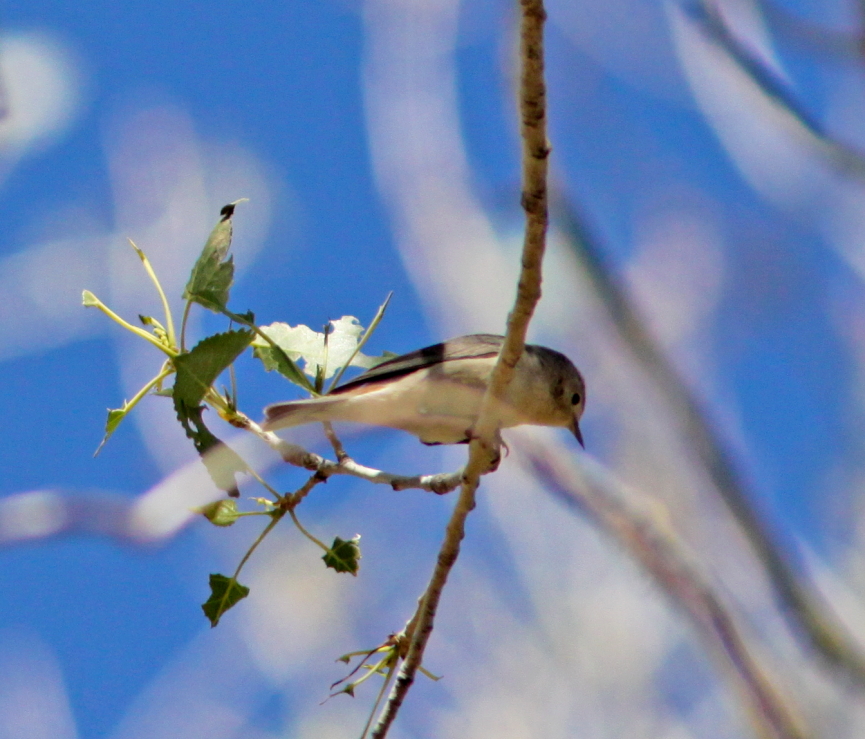 Lucys Warbler at San Pedro River AZ