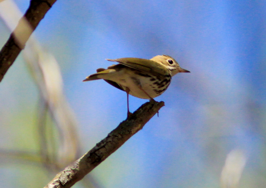 Ovenbird at Peaks of Otter, VA