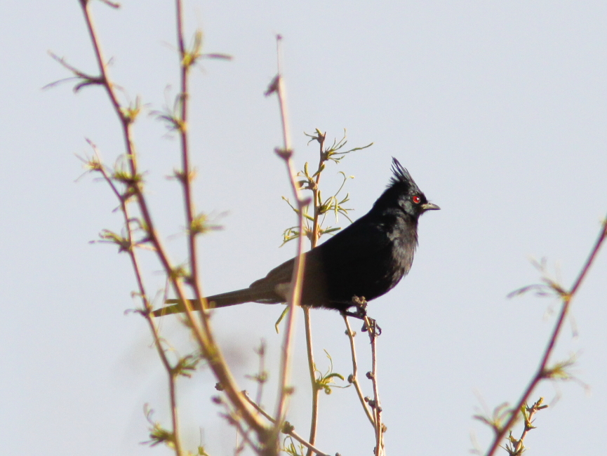 Phaenopepla near Joshua Tree NP CA