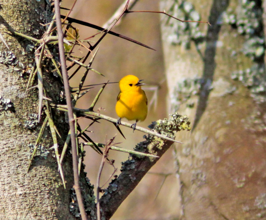 Prothonotary Warbler at Mingo NWR MO