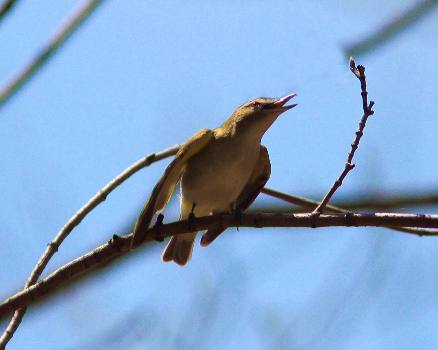 Red-eyed Vireo on the Blue Ridge Pkw VA