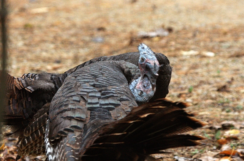 No fowl play is suspected here