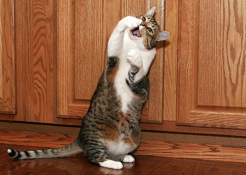 Get down wit yer bad self