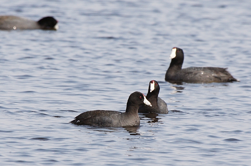 Coot Scoot Boogie