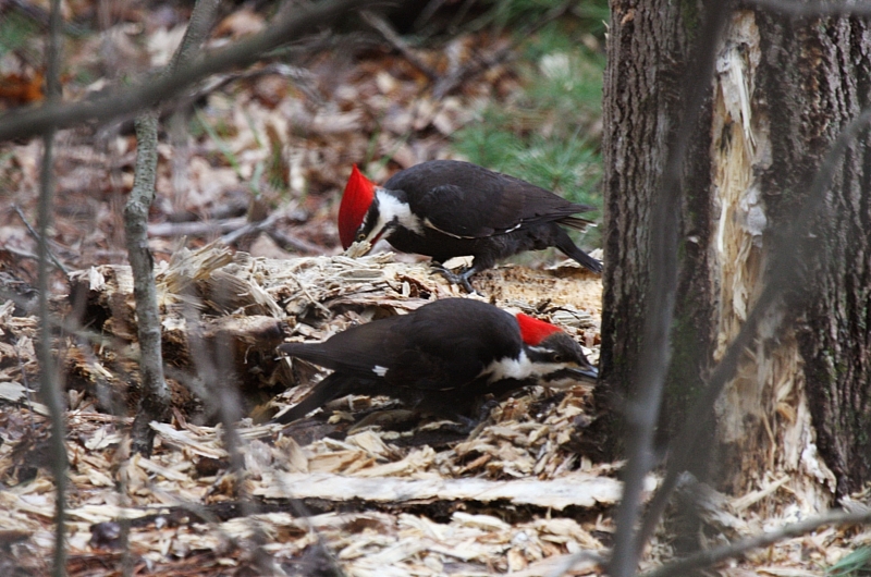 Pair of Pilated Woodpeckers