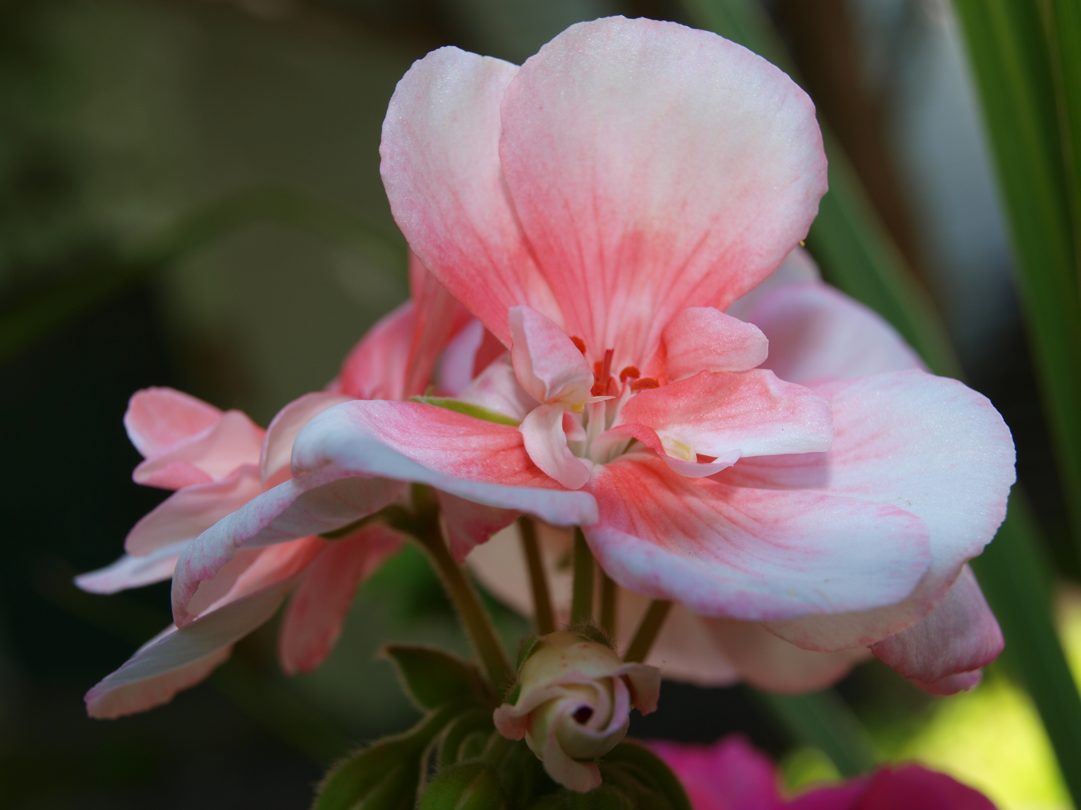 Geranium Portrait