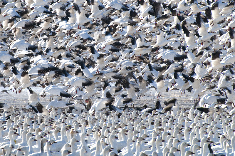 Snow Geese Resting Before Heading North