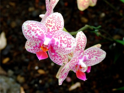 unknown flowers in Hawaii