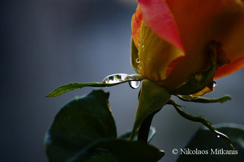 DSC08574.JPG