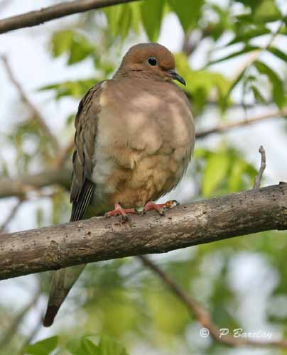 Mourning dove