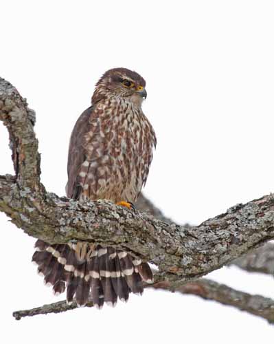 Merlin