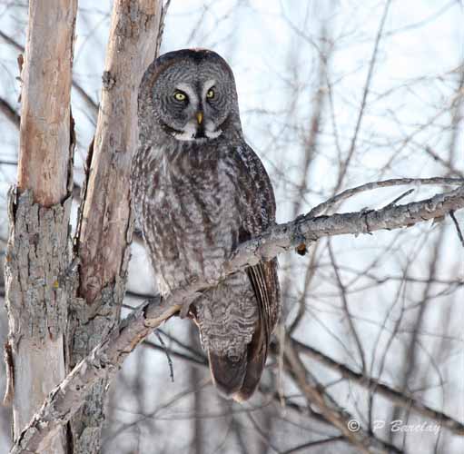 Great gray owl