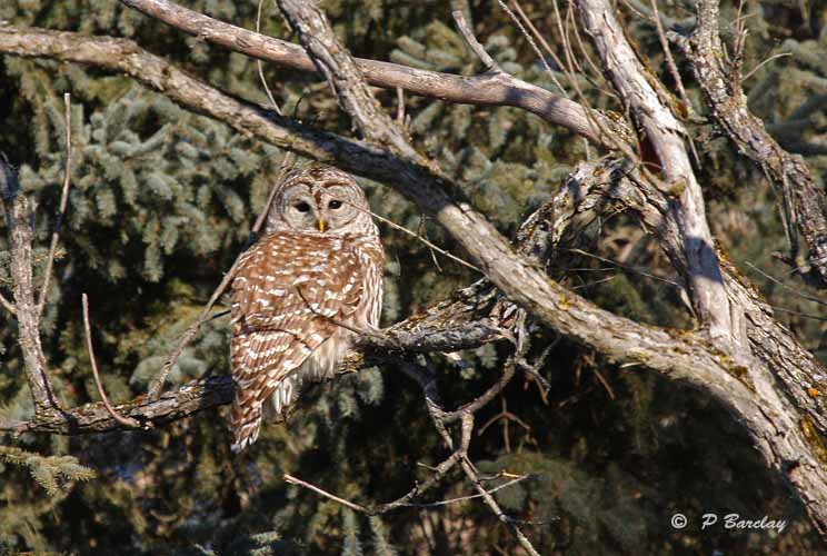 Barred owl