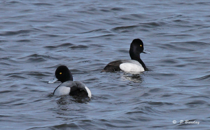 Scaup (m)