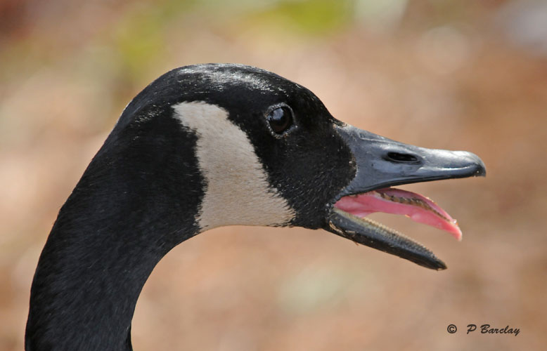 Canada goose