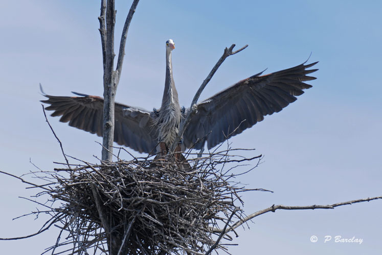 Great blue heron