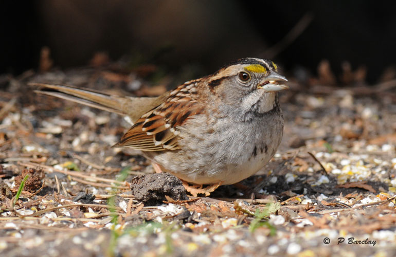 White-throated sparrow