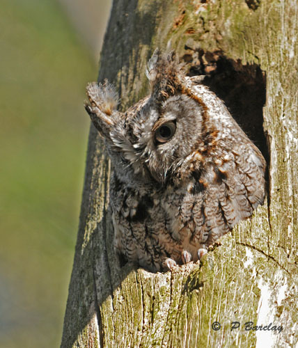 Eastern screech owl