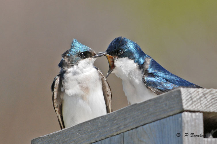 Tree swallows: (SERIES)