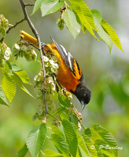Baltimore oriole