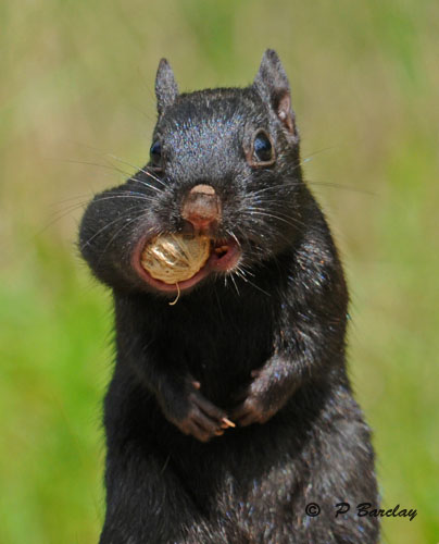 Eastern chipmunk (melanistic)