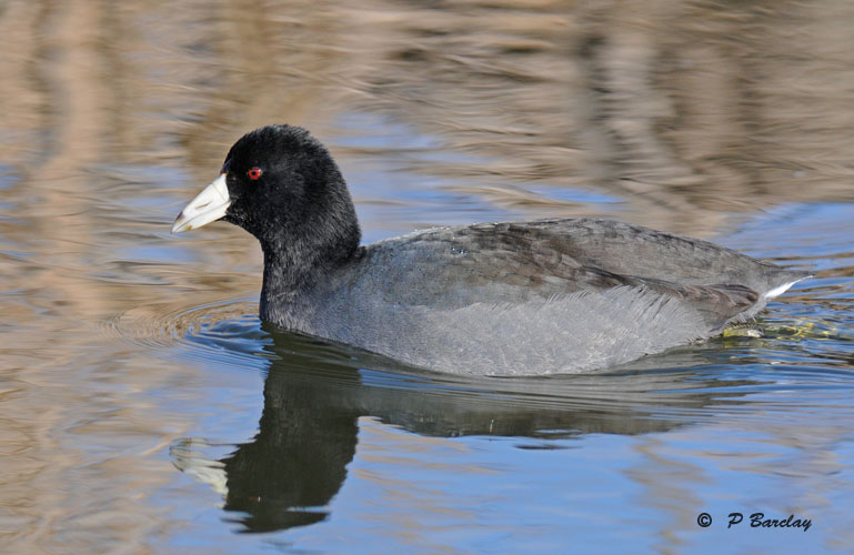 American coot