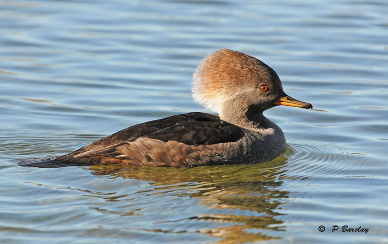 Hooded merganser (f)