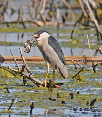 Black-crowned night-heron