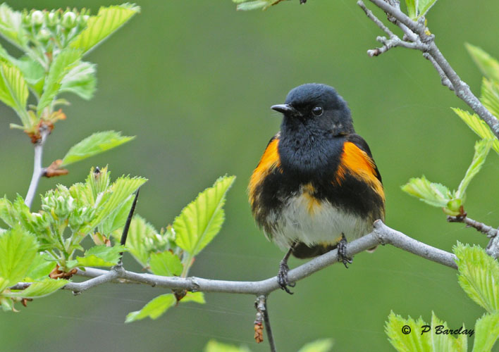 American redstart (m)