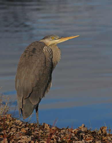 Great blue heron