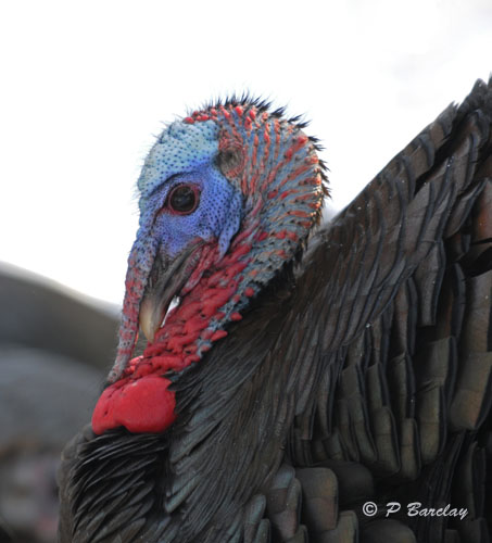 Wild Turkey (m): SERIES