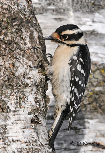 Downy woodpecker (f)