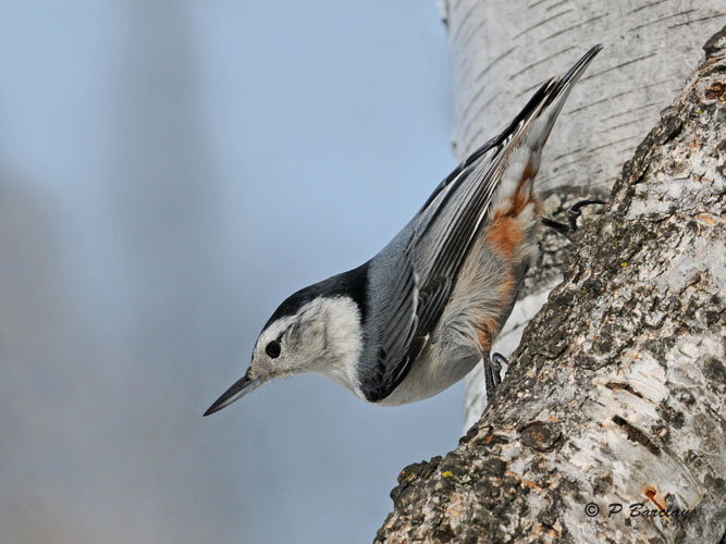 White-breasted Nuthatch