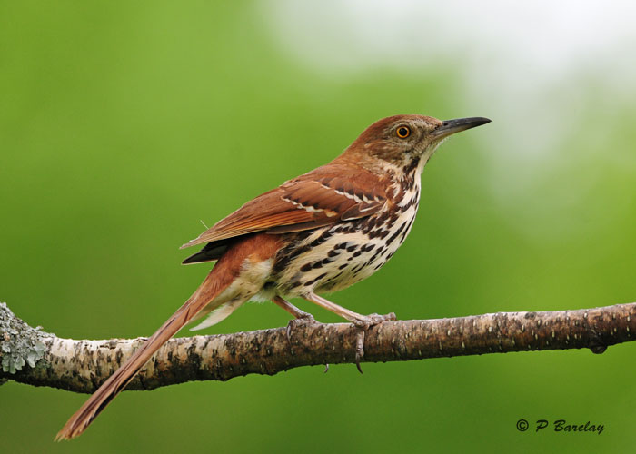 Brown Thrasher