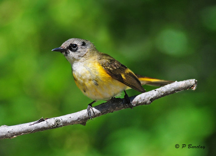 American Redstart (juv male)