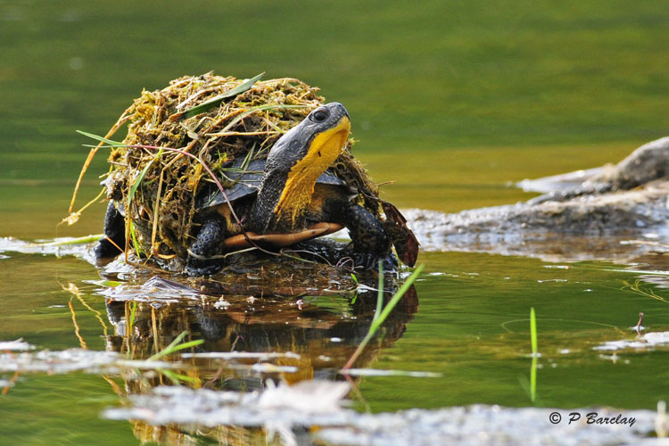 Blandings Turtle