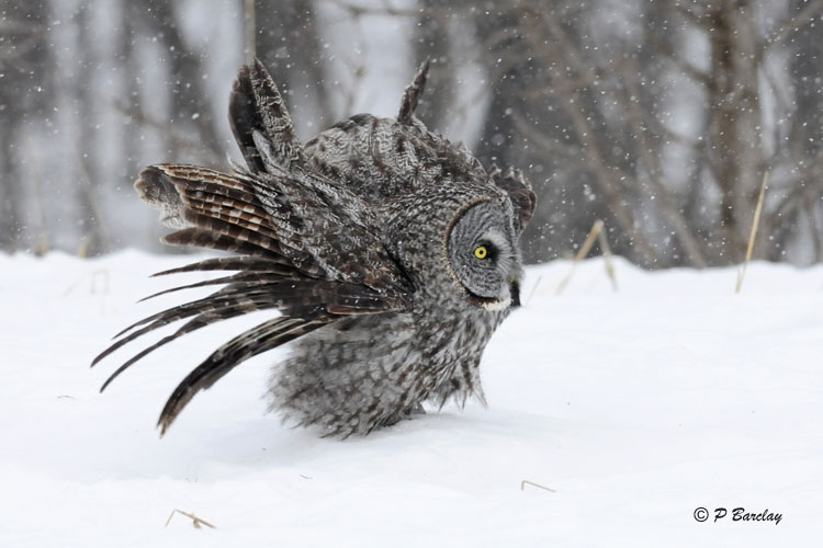 Great Gray Owl