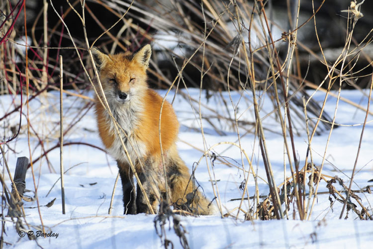 Red Fox : SERIES