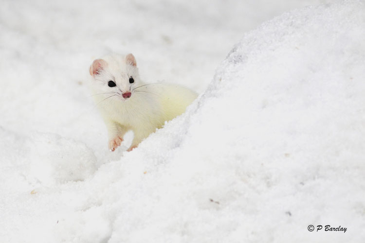 Long-tailed Weasel