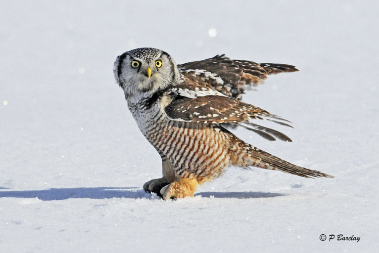 Northern Hawk Owl