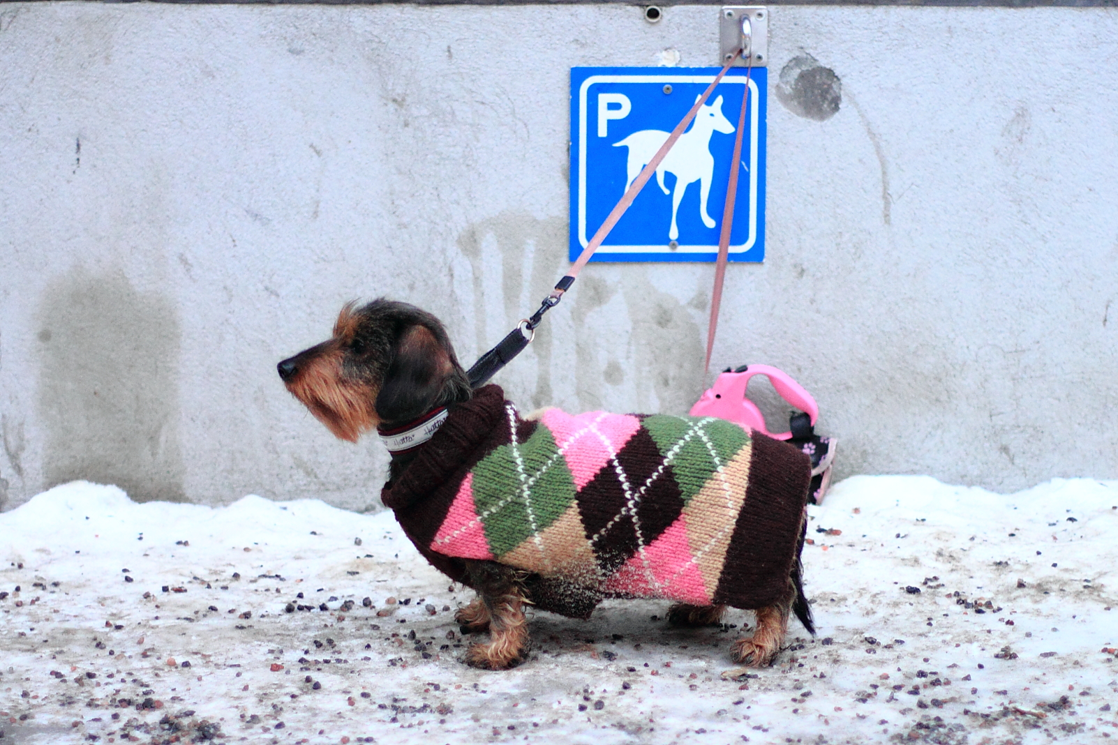 Dog fashion