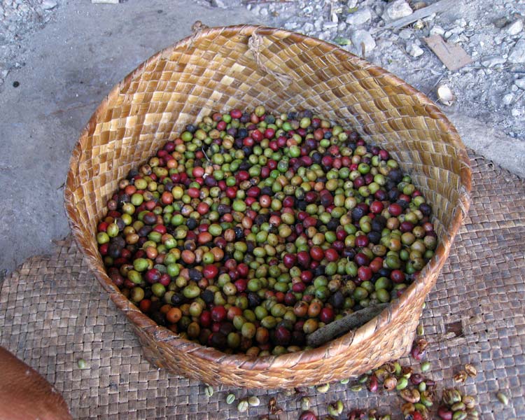 Coffee beans