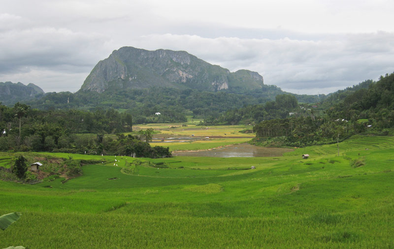 Rice fields