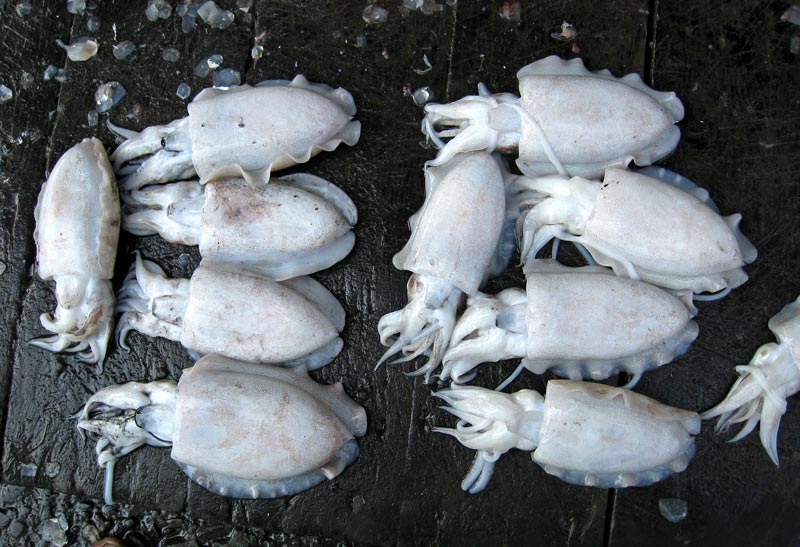 Squid
