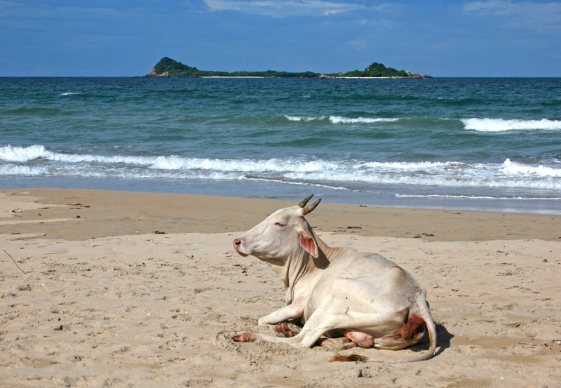 Cow, Nilaveli