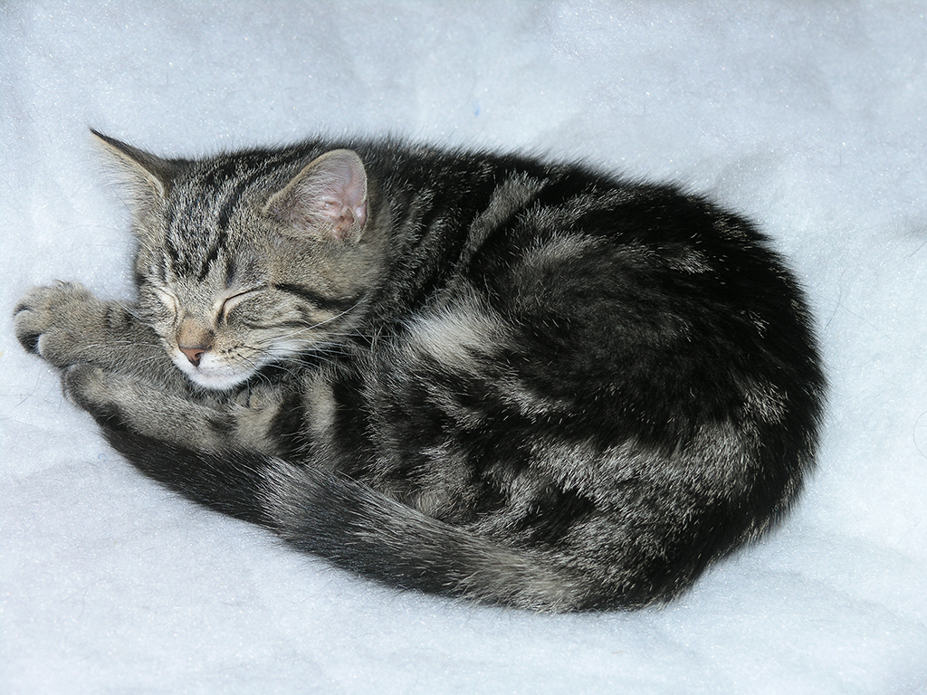 Its Not Easy Being a Cat