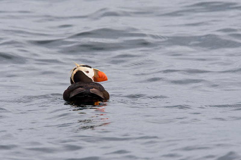105_Puffin Swimming