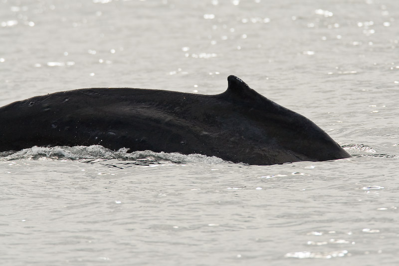 106_Humpback Whale